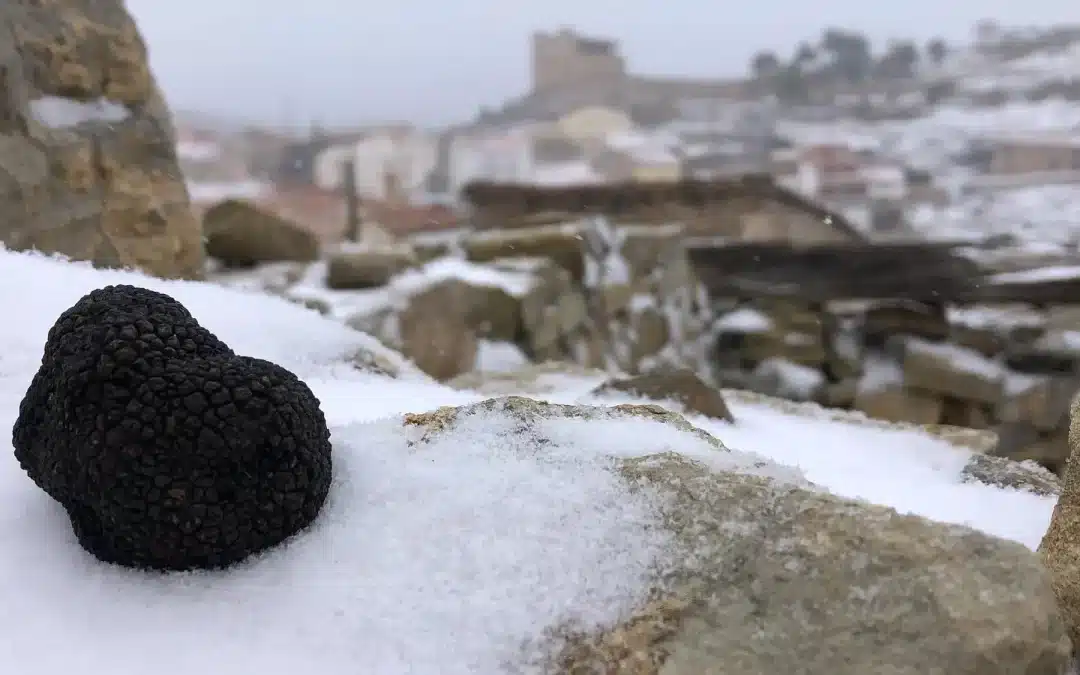 Las Trufas de España: Un Tesoro Gastronómico
