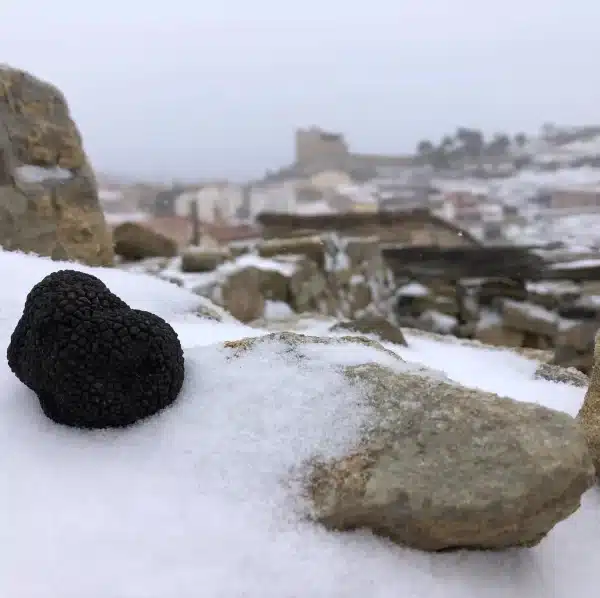 Las Trufas de España: Un Tesoro Gastronómico